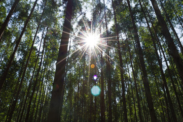 Faixo raio de sol em evidencia iluminando por tr&aacute;s das &aacute;rvores da floresta com efeito lens flare