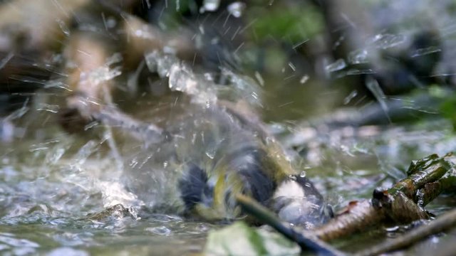 Great tit (Parus major) bathing