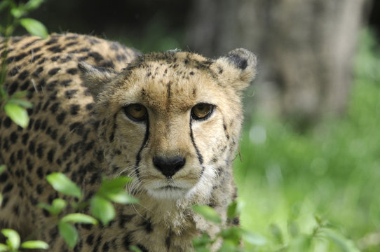 Gepard (Acinonyx jubatus), Captive, Bayern, Deutschland, Europa