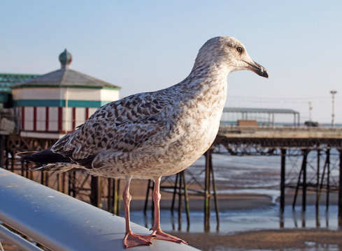 close up of a juvenile herring gull stood on a railing with blackpool north pier in the background reflected in water on the beach on a summer day with blue sky