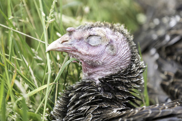 Junge Bronzepute im grünen Gras in Freilandhaltung