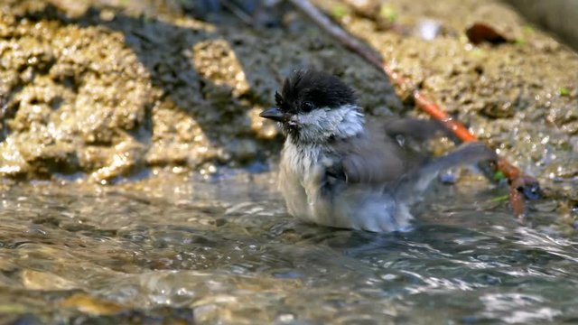 Marsh tit (Poecile palustris) bathing