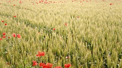 red poppies, wildflowers blossom, in a cultivated field