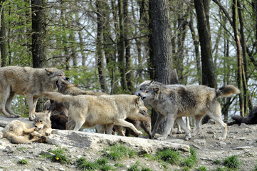Naklejka na ściany i meble Wölfe (Canis lupus) Captive, Deutschland, Europa