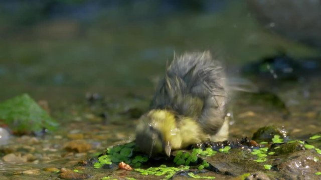 Eurasian blue tit (Cyanistes caeruleus) bathing