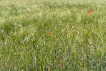 Green wheat in the field