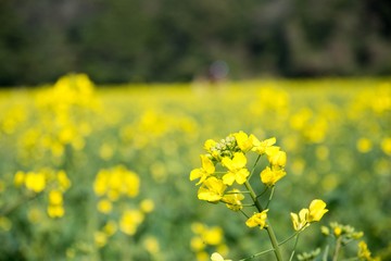 yellow flower Rape blossoms