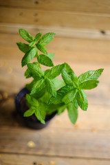 jar with mint plant on natural wooden background
