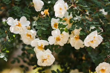 Blooming white dog rose