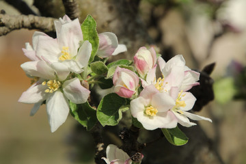 Fototapeta na wymiar Apple Blossom Cluster