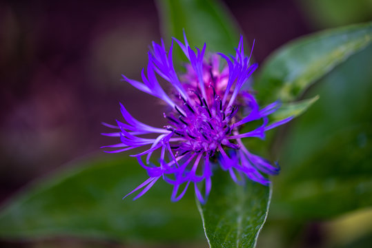 Fleur de bleuets dans le jardin