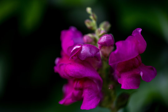 Fleur de Mufliers violette en macro