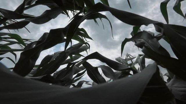 Strong wind blowing in the corn field and bending crop plants