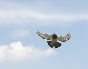 speed racing pigeon flying against clear blue sky