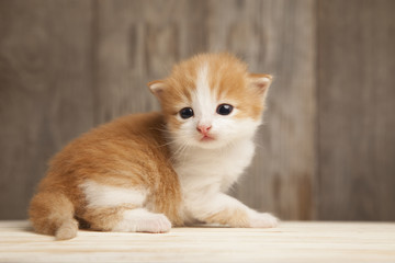 Fototapeta na wymiar small ginger kitten on background of old wooden boards