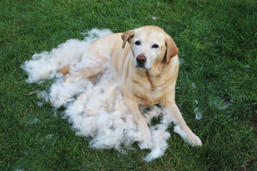 Labrador-Furminator