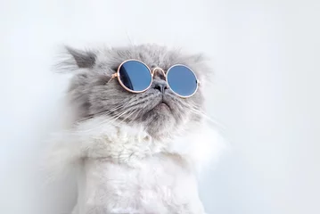 Crédence de cuisine en verre imprimé Chat portrait de chat drôle dans des lunettes de soleil