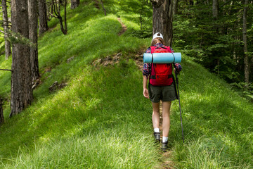 Rear view at female hiker walking through forest