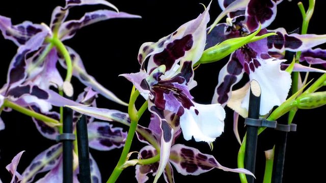 Beautiful Dendrobium Phalenopsis hybrid orchid blossom opening slowly in professional time lapse shot.