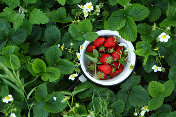 Harvest strawberries in garden
