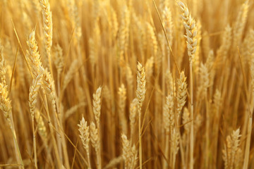 Fototapeta premium Rich harvest of golden wheat