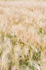 Field of rye ears of future bread in early summer