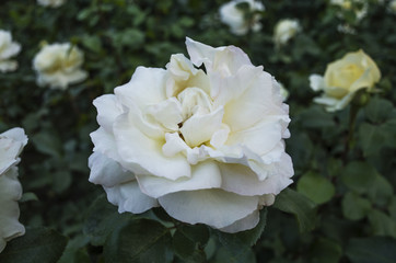 Pale pink rose in a park