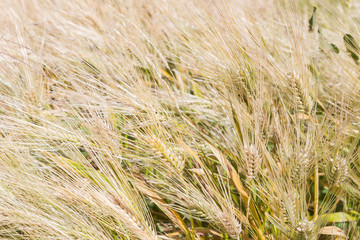 Field of rye ears of future bread in early summer