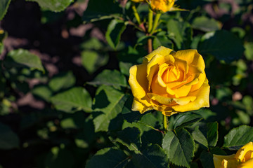 Beautiful bush of yellow roses in a spring garden. Rose garden