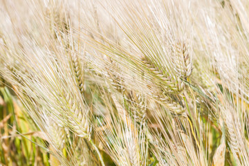 Field of rye ears of future bread in early summer