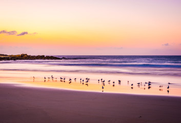 Seagulls on the edge of the surf at sunrise pink sky