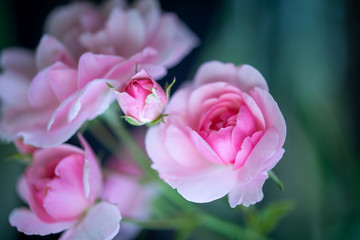 Fototapeta premium Roses du jardin en pleine éclosion