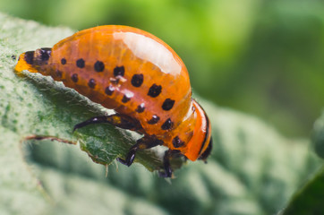 Red larva of the Colorado potato beetle eats potato leaves