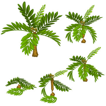 Stages of damage tropical plants isolated on white background. Deforestation. Vector cartoon close-up illustration.