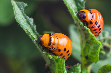 Red larva of the Colorado potato beetle eats potato leaves