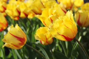 Red and yellow double tulips