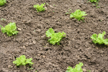 Fresh green lettuce plants growing in the vegetable garden in summer