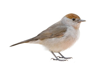 Female Blackcap (Sylvia atricapilla), isolated on White background