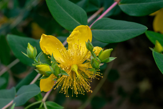 Fleur de la plante le Milleperpuis sert à repousser la mélancolie, elle est connue pour ses effets antidépresseurs