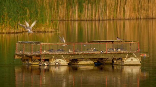 Common tern (Sterna hirundo)