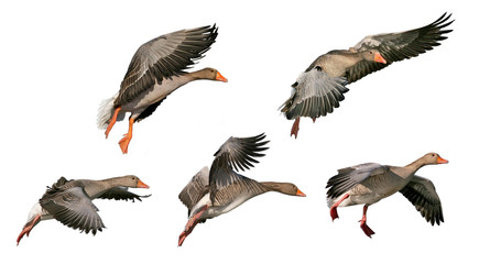 Collection Greylag Goose (Anser anser) on flying, with white background, isolated