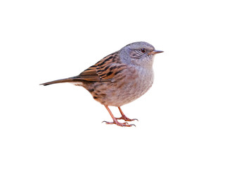 Dunnock (Prunella modularis), isolated on white background, cut out