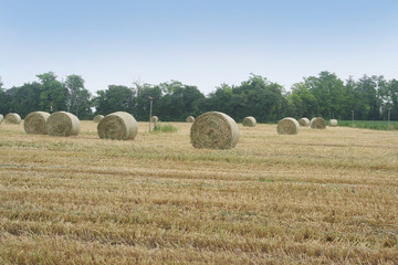 Fototapeta premium Straw bales in the field. Agricultural landscape in summer