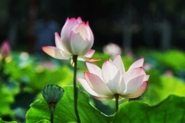 white lotus flower