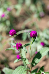 ピンク色のセンニチコウの花のアップ