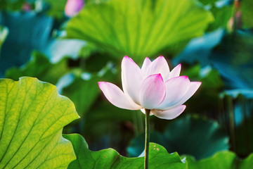 Obraz premium white lotus flower