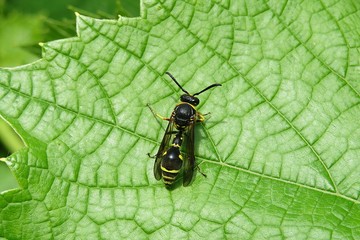 Wasp resting on green leaf in the garden, closeup 
