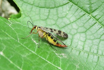 Scorpion fly on green leaf background, closeup
