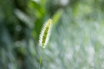 緑色のねこじゃらしのアップ	