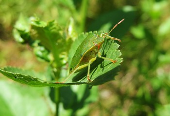Green shieldbug on a leaf in the garden, closeup